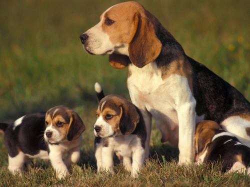 Beagle-Dog-Breed-puppies-Images-hd-wallpapers-e1500471290350